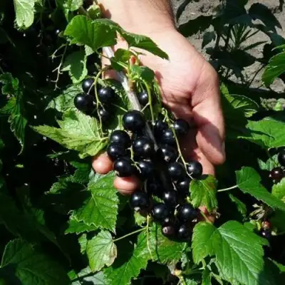 Смородина чёрная СЕЛЕЧЕНСКАЯ в Кобрине