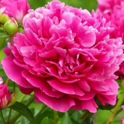 Пион НОЧНЫЕ ГРЕЗЫ древовидный в Кобрине