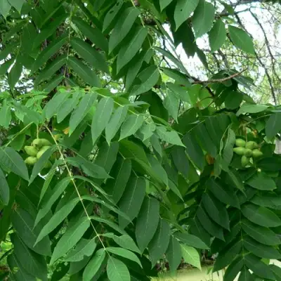 Орех МАНЬЧЖУРСКИЙ в Кобрине