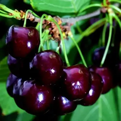 Дюк НОЧКА в Кобрине