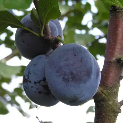 Слива ВЕНГЕРКА БЕЛОРУССКАЯ в Кобрине