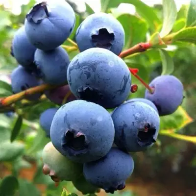 Голубика ДЮК в Кобрине