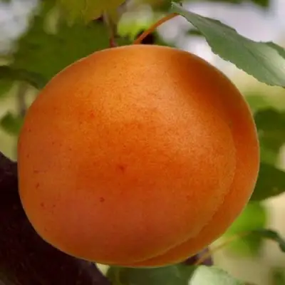 Абрикос ОЛИМП в Кобрине