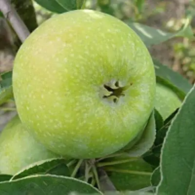 Яблоня РЕНЕТ СИМИРЕНКО в Кобрине