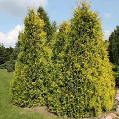 Туя АУРЕОСПИКАТА западная в Кобрине