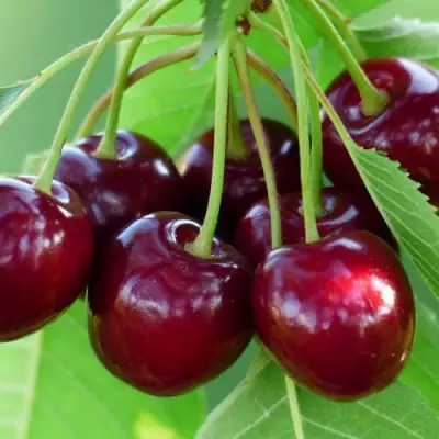 Дюк ЖИВИЦА (ЧЕРЕВИШНЯ) в Кобрине