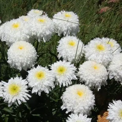 Нивяник ФИОНА ГОГХИЛЛ великолепный в Кобрине