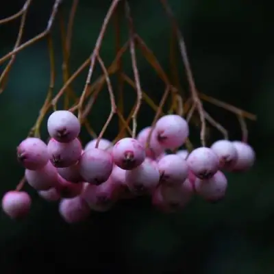 Рябина ПЕКИНСКАЯ сладкоплодная в Кобрине