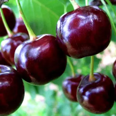 Дюк ЧУДО-ВИШНЯ в Кобрине