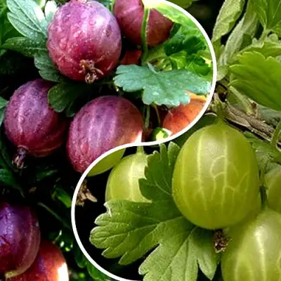 Комплект РЕДКИЙ СЧАСТЛИВЧИК в Кобрине