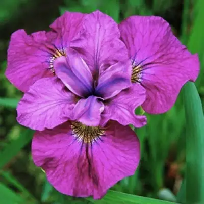 Ирис СИ Я ЛЕЙТЕР сибирский в Кобрине