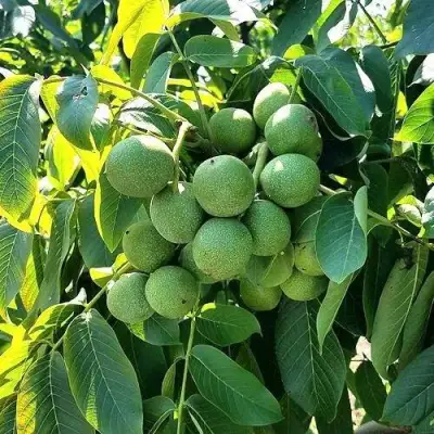 Грецкий орех  ИЗЯЩНЫЙ в Кобрине