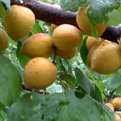 Абрикос МАНИТОБА в Кобрине