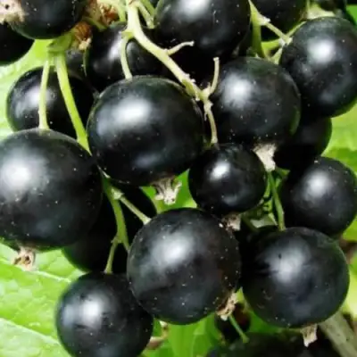 Смородина черная КЛУССОНОВСКАЯ в Кобрине