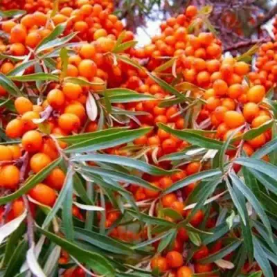 Облепиха ВОРОБЬЕВСКАЯ в Кобрине