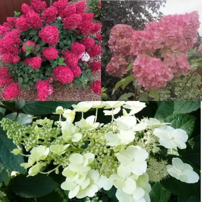 Комплект САД ЭМОЦИЙ в Кобрине