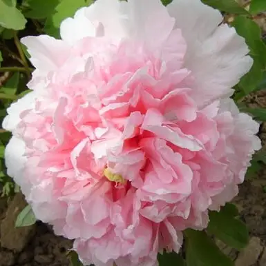 Пион БУКЕТ РОЗОВЫХ ГВОЗДИК древовидный в Кобрине