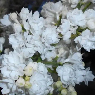 Сирень МИСС ЭЛЕН ВИЛМОТТ в Кобрине