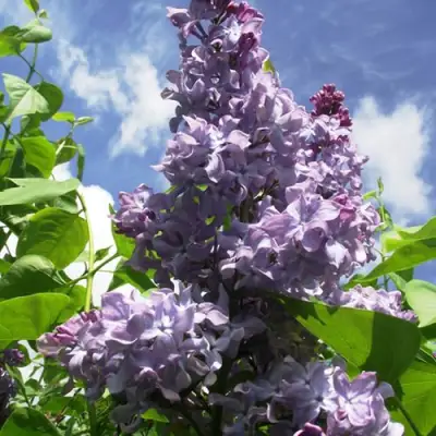 Сирень КРЫЛЬЯ НАДЕЖДЫ в Кобрине