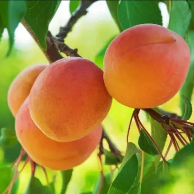 Абрикос ДЕБЮТ в Кобрине