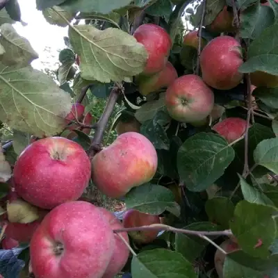 Яблоня АЛЬВА в Кобрине