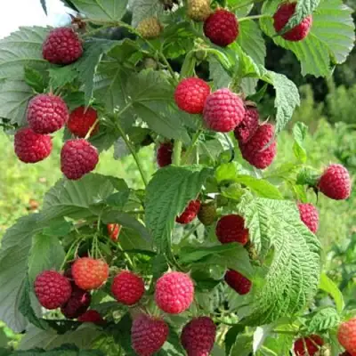 Малина БРУСИЛОВСКАЯ в Кобрине