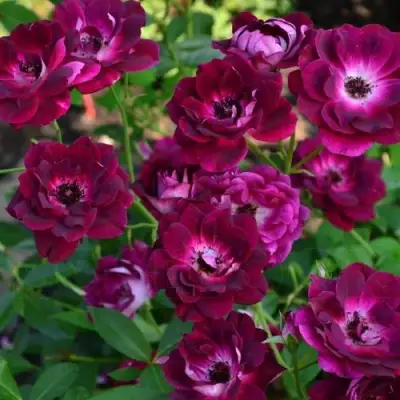 Роза БУРГУНДИ АЙС флорибунда в Кобрине