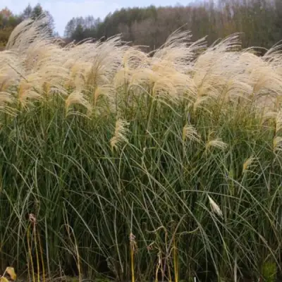 Мискантус ВАНИЛЛА СКАЙ китайский в Кобрине