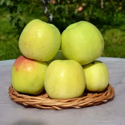 Яблоня БИРСКОЕ ГРУШЕВОЕ (БИЧИК) в Кобрине