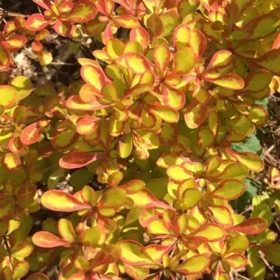 Барбарис САММЕР САНСЕТ тунберга в Кобрине