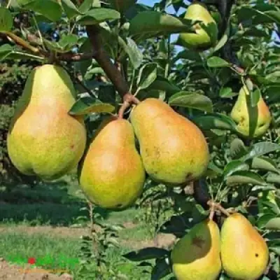 Груша ДОБРЯНКА в Кобрине