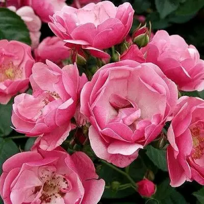 Роза АНГЕЛА флорибунда в Кобрине