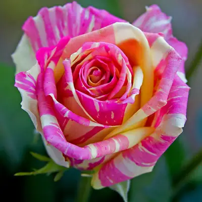 саженцы розы Фиеста