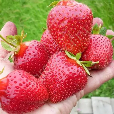 Клубника ЭЛИАНЕ в Кобрине