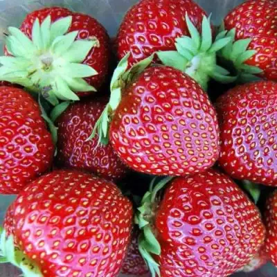 Клубника МАЛЬВИНА в Кобрине