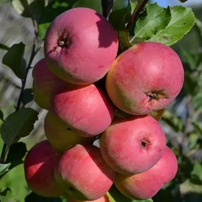 Яблоня ВЭМ-РОЗОВЫЙ в Кобрине