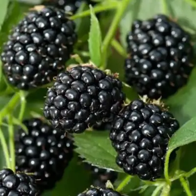 Ежевика ТРИПЛ КРАУН бесшипная  в Кобрине