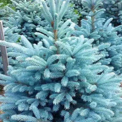 Ель МАДЖЕСТИК БЛЮ колючая в Кобрине