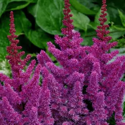 Астильба БЛЭК ЭНД БЛУ китайская в Кобрине