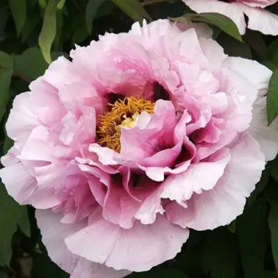 Пион РОЗОВАЯ РЕКА древовидный в Кобрине