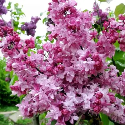 Сирень ОЛИМПИАДА КОЛЕСНИКОВА в Кобрине