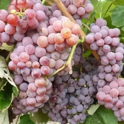 Виноград РИЛАЙНС ПИНК СИДЛИС в Кобрине