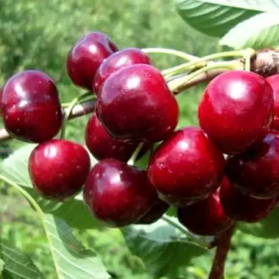 Вишня ВЯНОК в Кобрине