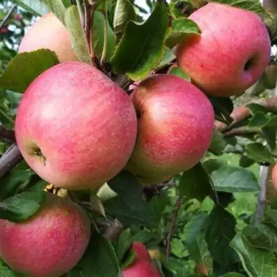 Яблоня ТЕРЕМОК в Кобрине