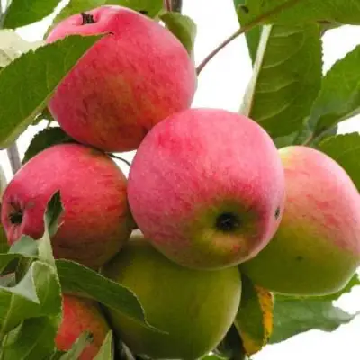 Яблоня МЕЧТА в Кобрине