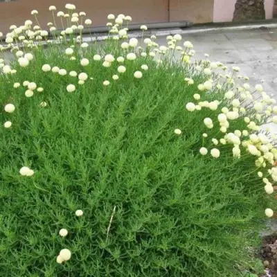 Сантолина зеленеющая в Кобрине