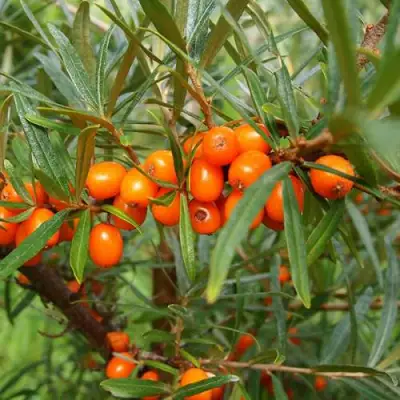 Облепиха БОТАНИЧЕСКАЯ в Кобрине