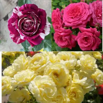 Комплект РОЗОВЫЙ АКЦЕНТ в Кобрине