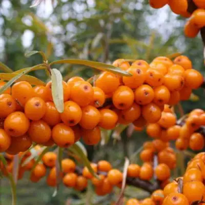 Облепиха РОСИНКА в Кобрине