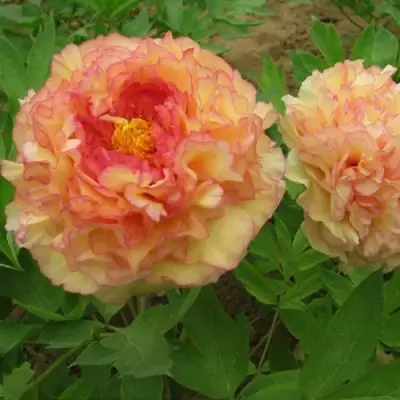 Пион ЗОЛОТАЯ РОССЫПЬ древовидный в Кобрине